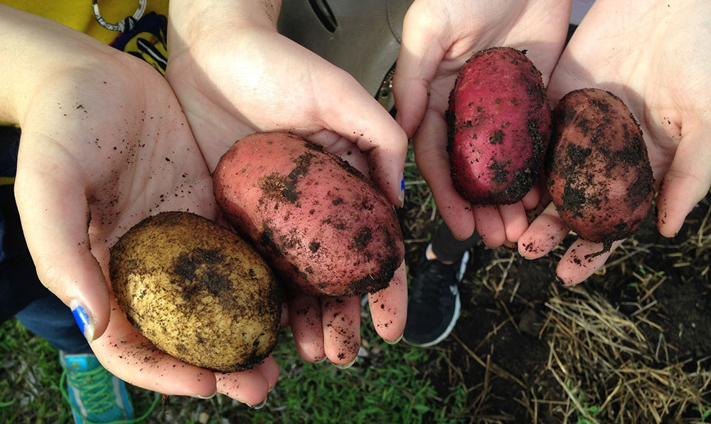 Potato-Hands
