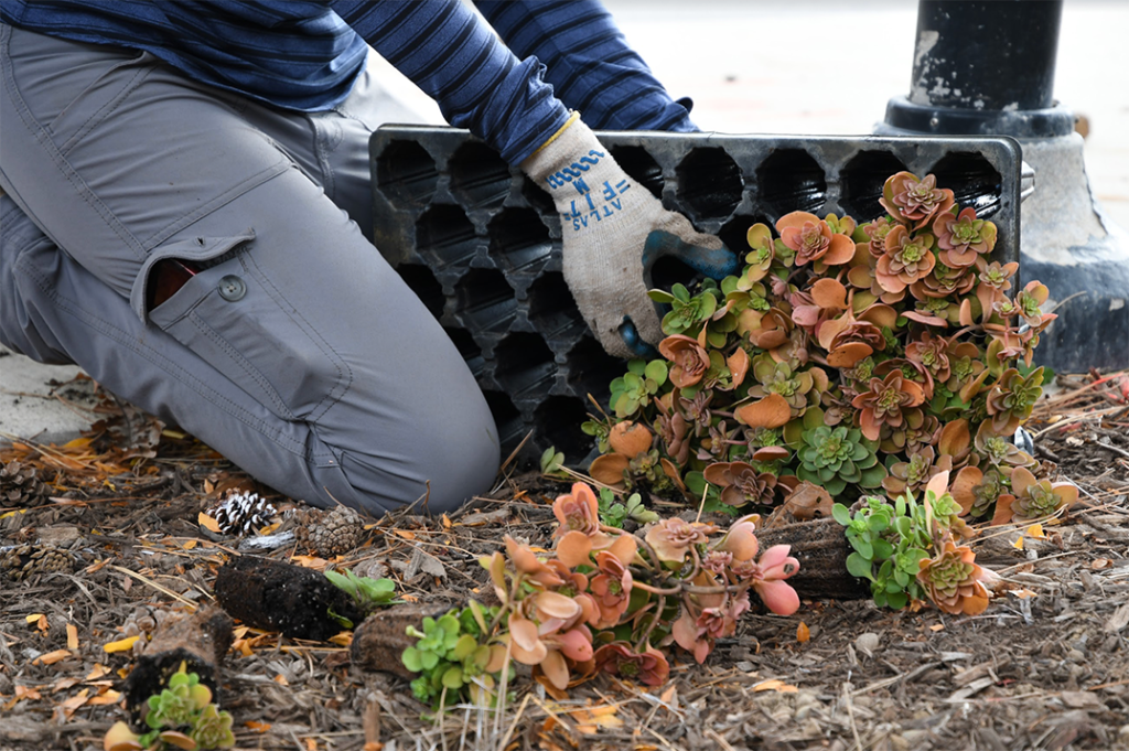 Planting-credit Beth Weiler-web