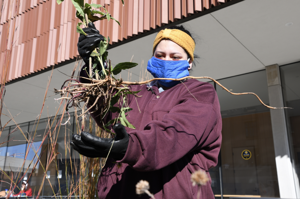 Planting native garden at Nat Hist Museum (1)