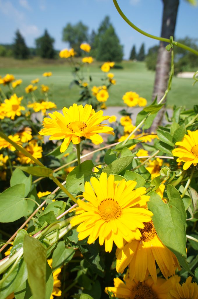 flower02