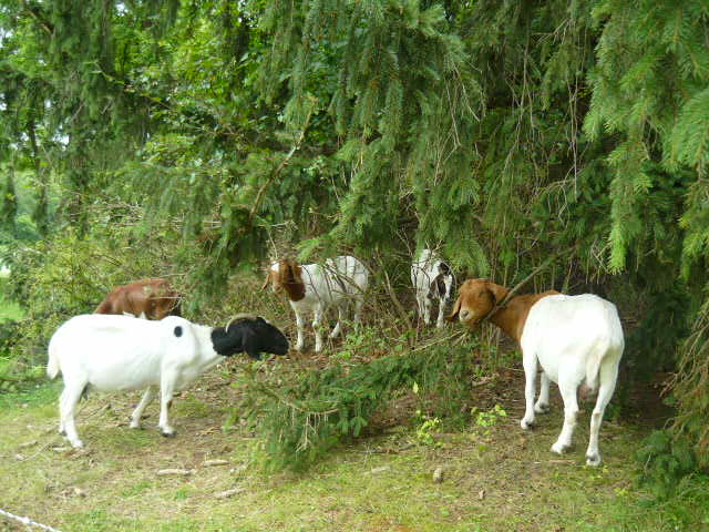 goats_at_radrick
