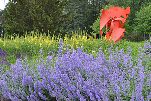 Image of native plantings from Lurie Engineering Garden.