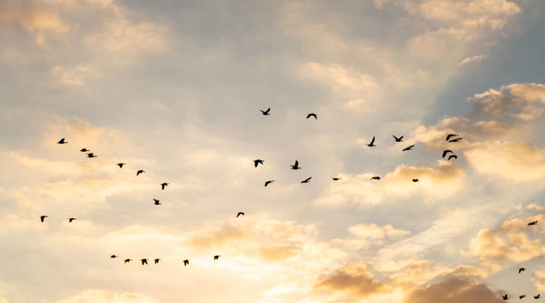 birds-sky