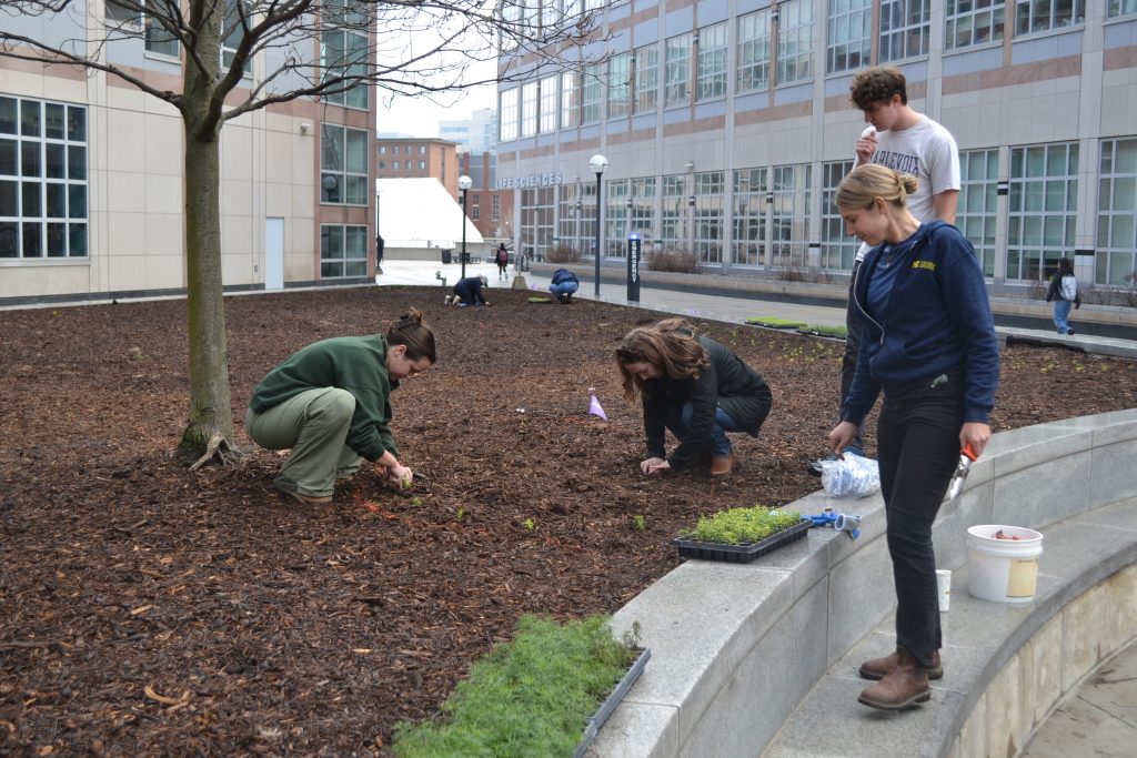 Several people are working together to plant seedlings in a mulched garden bed outside a university building. Some are kneeling in the soil to place small plants into the ground, while others stand nearby overseeing the work. Gardening supplies such as trays of seedlings, a bucket, and hand tools are placed on a stone ledge beside the group. The background shows modern campus buildings and a few pedestrians.